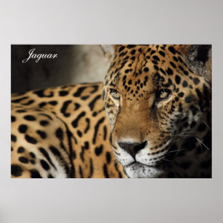 Jaguar Poster