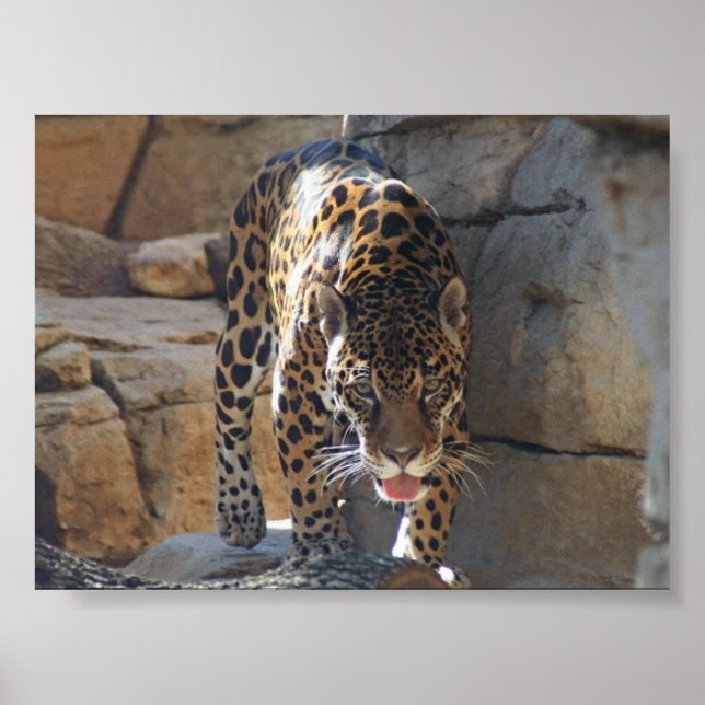 Jaguar Poster (Vorne)