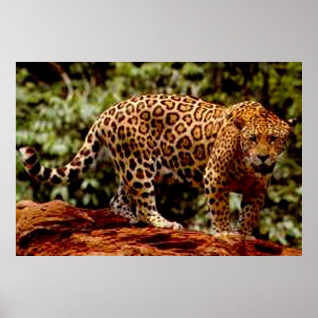Jaguar Poster (Vorne)