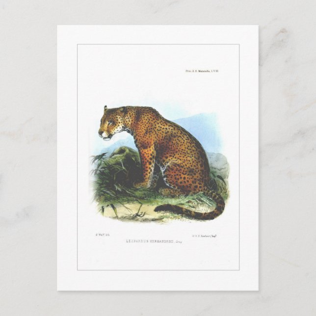 Jaguar Postkarte (Vorderseite)