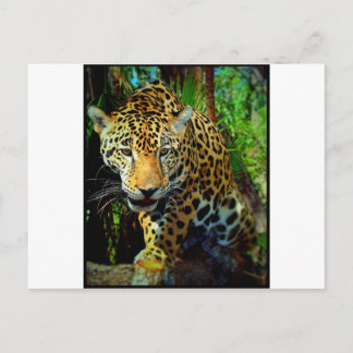Jaguar Postkarte