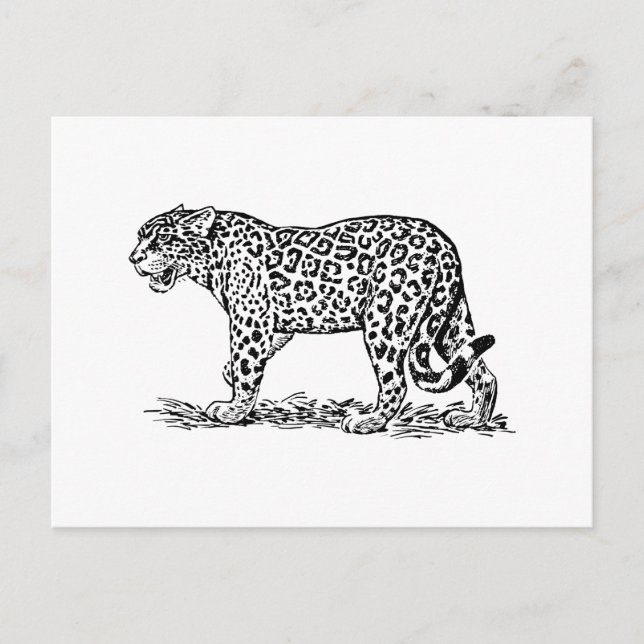 Jaguar Postkarte (Vorderseite)