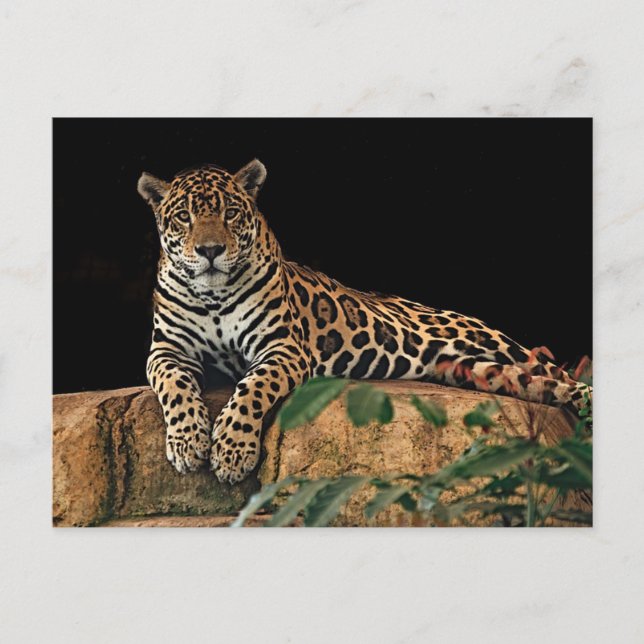 Jaguar Postkarte (Vorderseite)