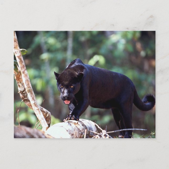 Jaguar, schwarze Phase (Panthera onca) Postkarte (Vorderseite)