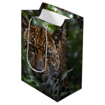 Jaguar steht Nah im Wald gegenüber,