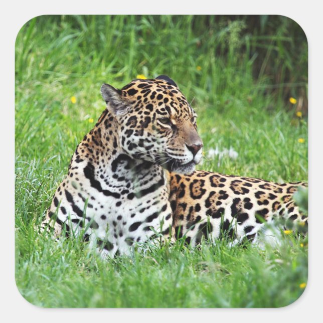 Jaguar Sticker (Vorderseite)