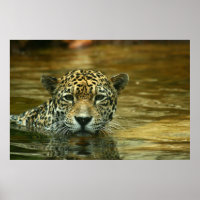 Jaguar Swimming Foto