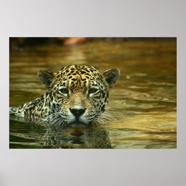 Jaguar Swimming Foto Poster (Vorne)