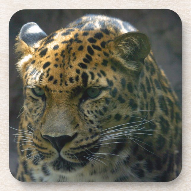 Jaguar Untersetzer (Vorderseite)