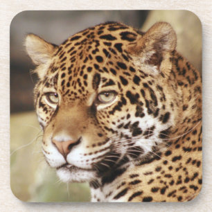 Jaguar Untersetzer Set