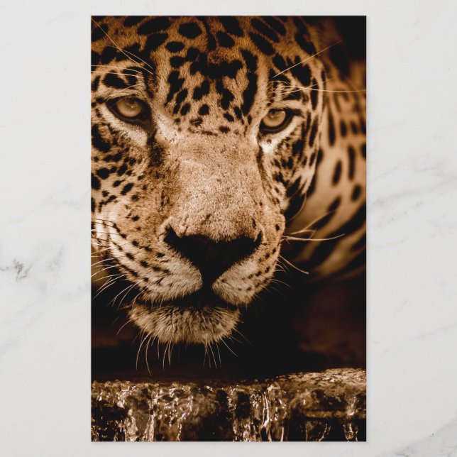 Jaguar-Wasser-Stalingaugen (Vorderseite)