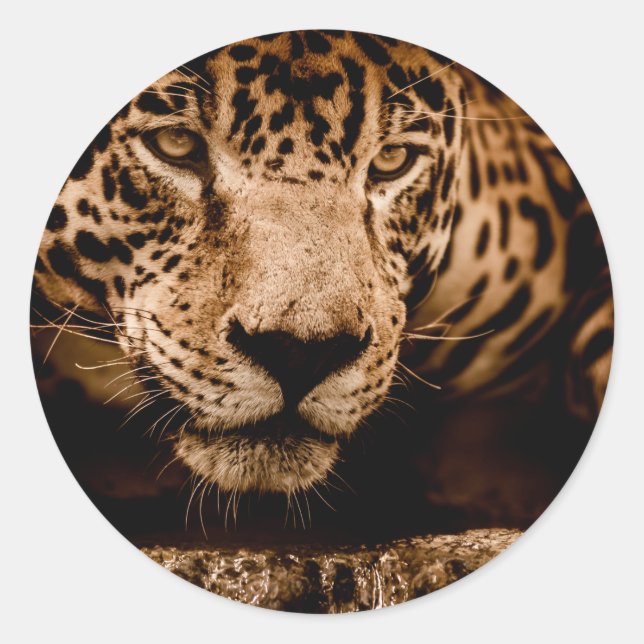 Jaguar-Wasser-Stalingaugen Runder Aufkleber (Vorderseite)