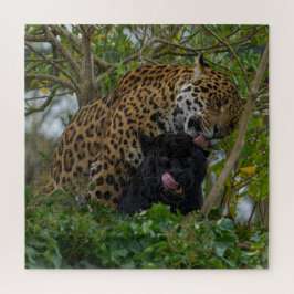 Jaguare in Liebe