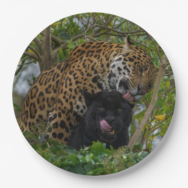 Jaguare in Liebe Pappteller (Vorderseite)