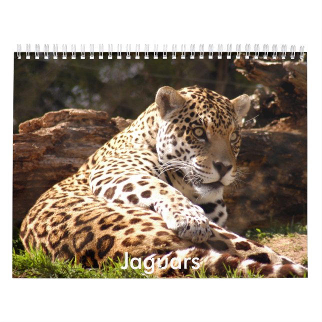 Jaguare tragen, Jaguare ein Kalender (Titelbild)