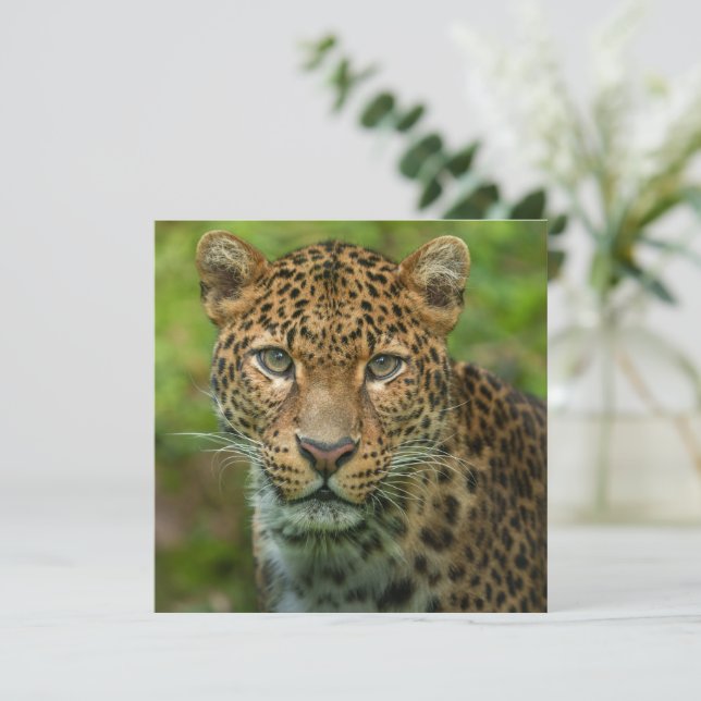 Jaguars Intensität (Stehend Vorderseite)