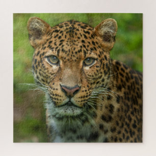 Jaguars Intensität