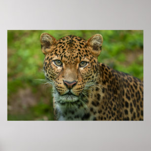 Jaguars Intensität Poster