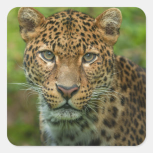 Jaguars Intensität Quadratischer Aufkleber