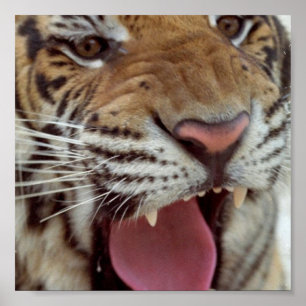 Jahr des Tiger-Plakat-Druckes Poster