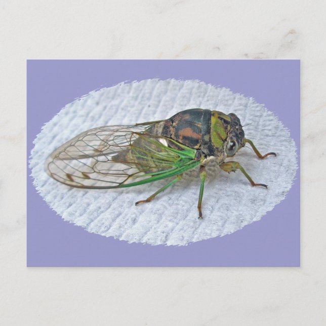Jährliche Cicada-Koordinationsaufgaben Postkarte (Vorderseite)