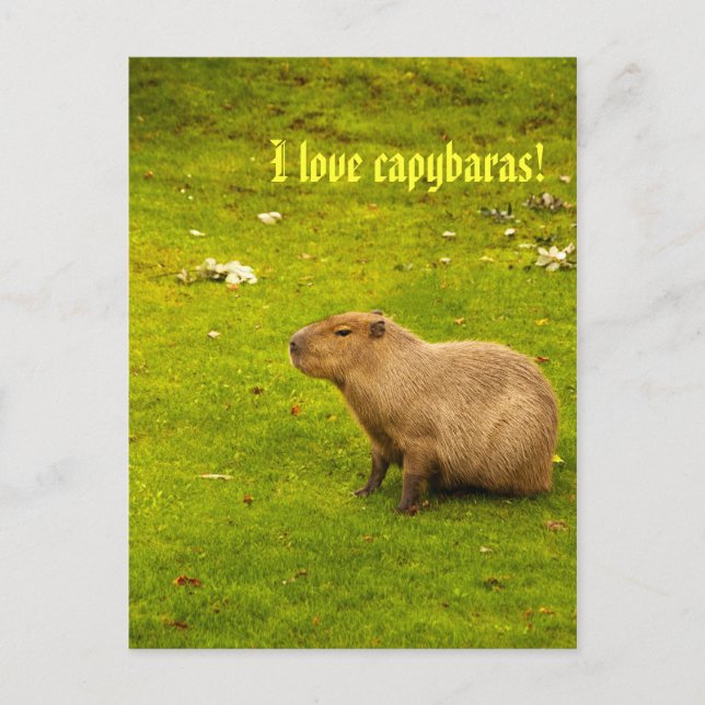 J'aime capybaras Carte postale (Devant)