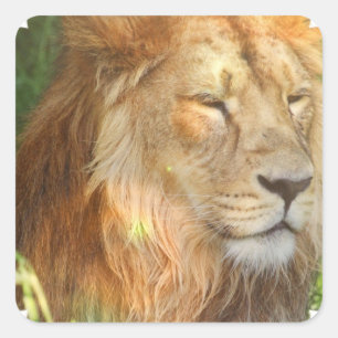 J'aime des autocollants de lions