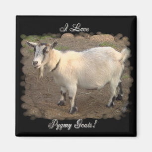 J'aime le magnet pygméen de chèvres