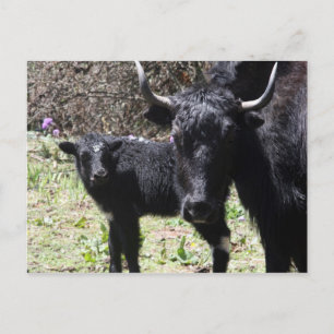 Jak und Kalb Postkarte