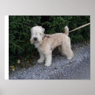 Jake beim Biltmore Poster