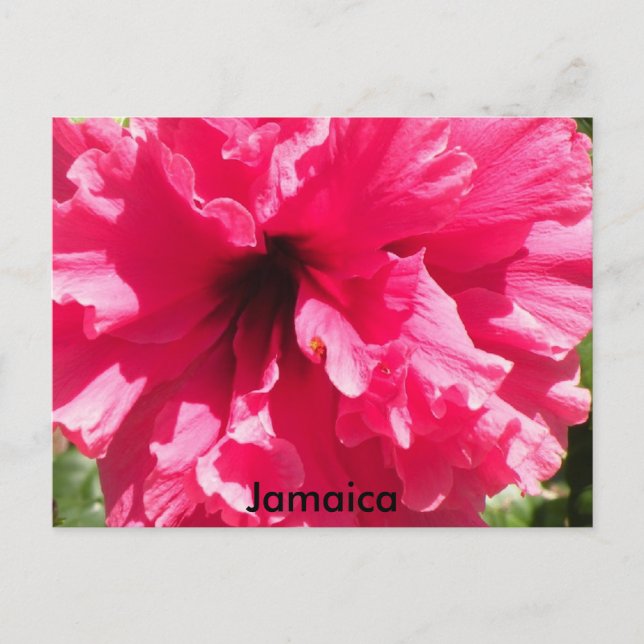 Jamaica Hibiskus Postcard Postkarte (Vorderseite)