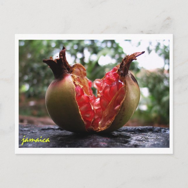 Jamaica Pomegranate Postkarte (Vorderseite)