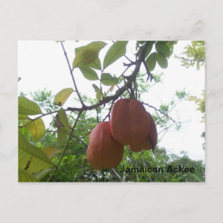 Jamaican Ackee Picture Postcard Postkarte