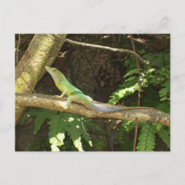 Jamaican Green Lizard Postkarte