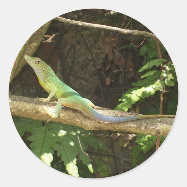 Jamaican Green Lizard Runder Aufkleber (Vorderseite)