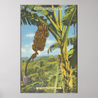 Jamaika-Bananenbäume Vintage-Reise