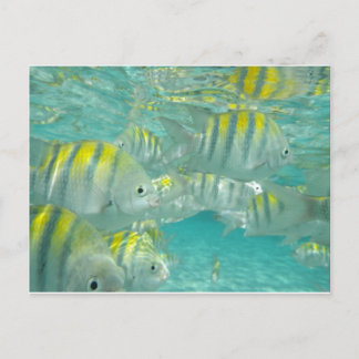 jamaikanische Fischkarte Postkarte