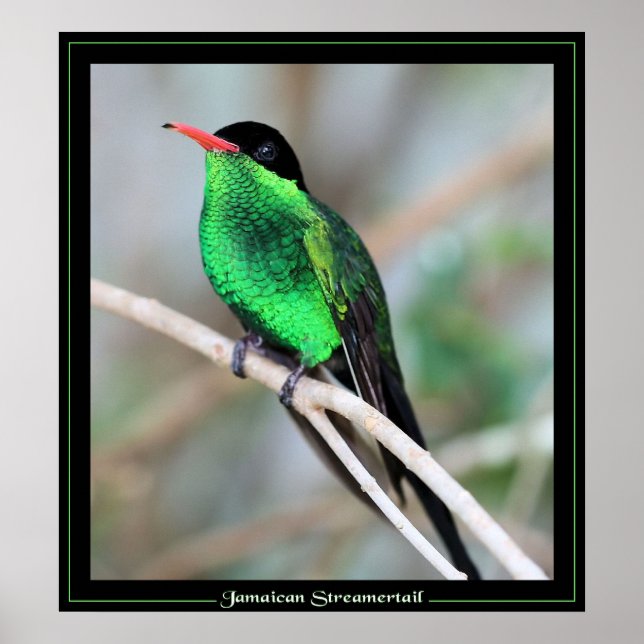 Jamaikanischer Streamertail Poster (Vorne)
