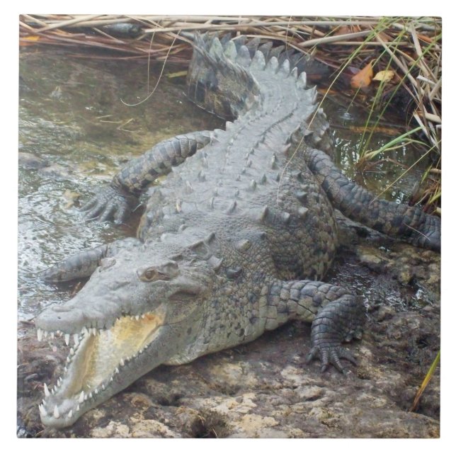 Jamaikanisches Salz-Wasser-Krokodil Fliese (Vorderseite)