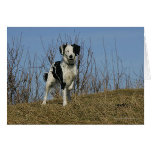 Jambe de border collie augmentée