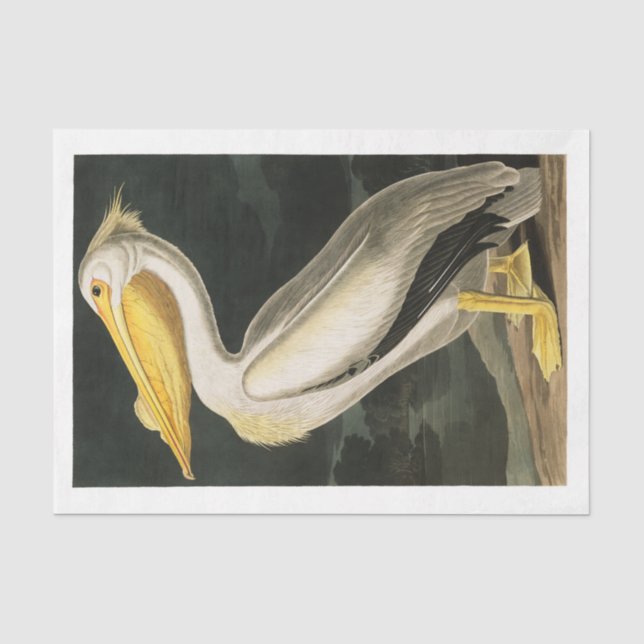 James Audubon Pelican Decoupage Tissue Nautical Seidenpapier (Vorderseite)