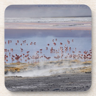 James Flamingo, Phoenicoparrus jamesi Getränkeuntersetzer