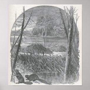 James Johonnot - Biber und Verdammung Poster