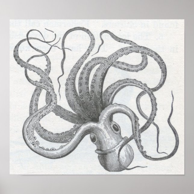 James Johonnot - Octopus Poster (Vorne)