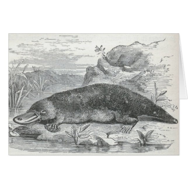 James Johonnot - Ornithorhynchus - ornithorynque (Devant horizontal)