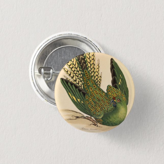 James Sowerby Ground Parrot, Psittacus terrestris Button (Vorne & Hinten)