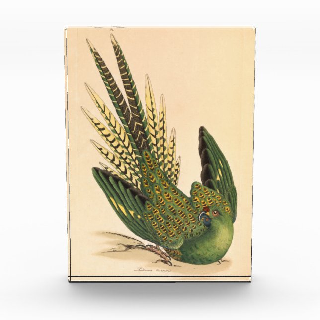 James Sowerby Ground Parrot, Psittacus terrestris Fotoblock (Vorderseite)