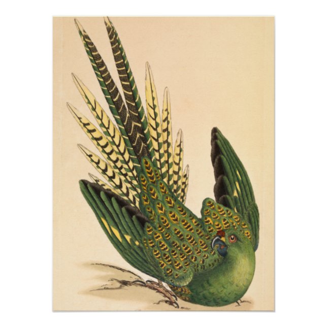 James Sowerby Ground Parrot, Psittacus terrestris Poster (Vorderseite)