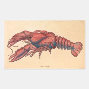 James Sowerby Serrated Lobster Rechteckiger Aufkleber