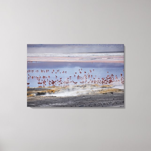 James's Flamingo, Phoenicoparrus jamesi Leinwanddruck (Vorderseite)